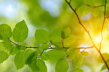 Green leaves plants on sun in nature