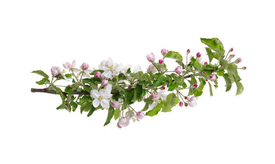 Branch with apple blossoms