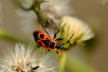 Macro photo bug © Tomasz