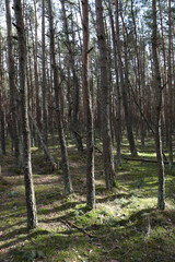 Coniferous forest on the Curonian Spit, Kaliningrad region.