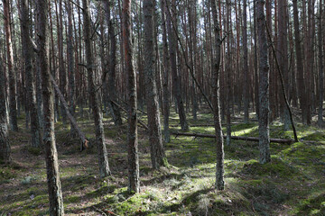 Coniferous forest on the Curonian Spit, Kaliningrad region.