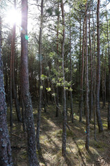 Coniferous forest on the Curonian Spit, Kaliningrad region.