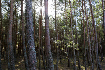 Coniferous forest on the Curonian Spit, Kaliningrad region.