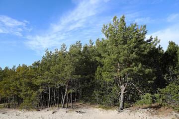 Coniferous forest on the Curonian Spit, Kaliningrad region.
