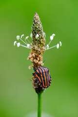 Macro photo bug © Tomasz