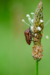 Macro photo bug © Tomasz