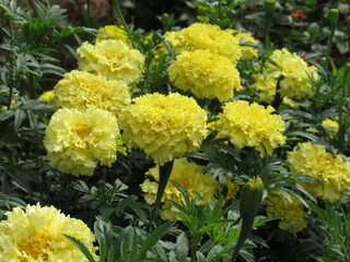 yellow chrysanthemum flowers