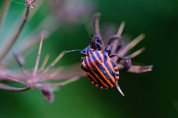 Macro photo bug