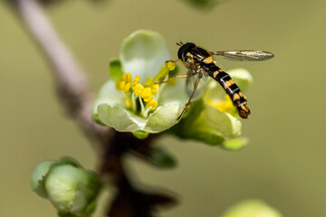Macro photo bug © Tomasz
