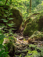 Tiefer Grund in der Sächsischen Schweiz - Waitzdorfer Bach