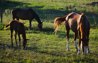 Obraz na płótnie Canvas Horses grazing outdoor on meadow