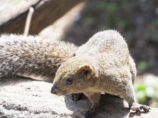 可愛らしいタイワンリス
