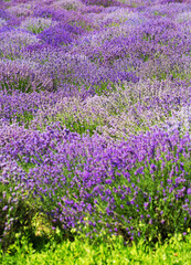Obraz premium Beauty lavender flowers in garden