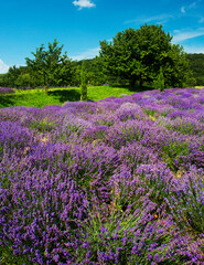 Plakat Beauty lavender flowers in garden