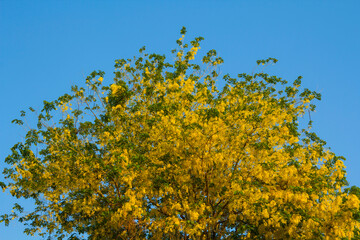 Koon flower - golden yellow in the blue sky at dawn or at dawn, the natural beauty that blooms in the mountain sky and the morning atmosphere in summer is a famous tourist destination of Thailand.