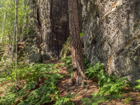 Polenztal in der S&auml;chsischen Schweiz - Baumstamm und Felswand