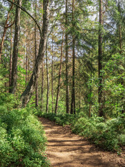 Fototapeta premium Halbenweg in der Sächsischen Schweiz - Waldweg