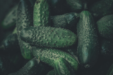Fresh harvest of young cucumbers from a personal greenhouse in the garden. Ecologically clean vegetables from personal farms and gardens. Close-up of green cucumbers. Selective focus