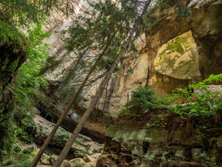 Obraz premium Halbenweg in der Sächsischen Schweiz - Bäume an der Gautschgrotte