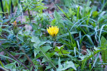 春のたんぽぽの蕾