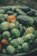 A basin of green tomatoes and cucumbers collected from the garden beds. Harvest of fresh vegetables from personal farming. Self-grown vegetables. Selective focus