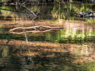 Polenztal in der Sächsischen Schweiz - Ast in der Polenz