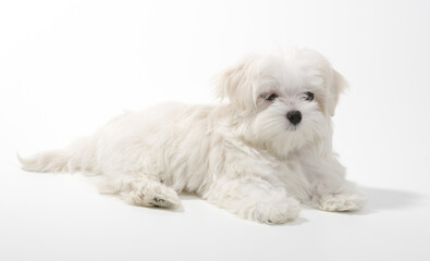 The dog lies in the studio isolated on a white