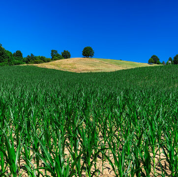 Beautiful corn field agriculture landscape