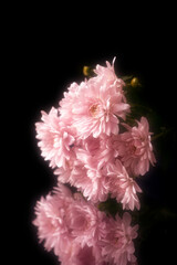 幻想的スプレー菊