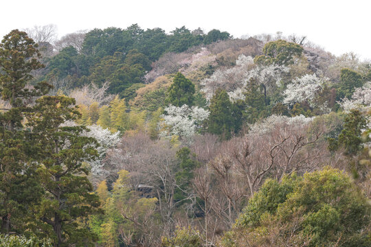 春本番春霞の鎌倉の山々