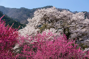春の競演〜満開の花桃と桜