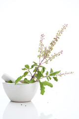 "king of herbs" Basil in a mortar with pestle. Basil is native to India and Ayurvedic medicinal herb Medicinal holy basil or tulsi leaves on a mortar with pestle