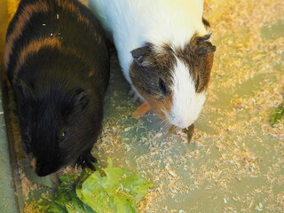 フォルムが可愛いモルモット