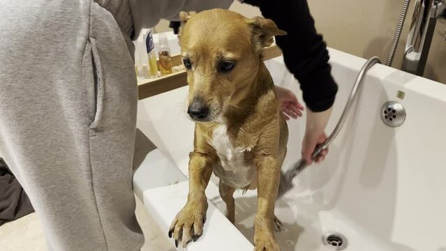 Cute brown dog being washed by her female owner after getting back from a long and muddy walk.