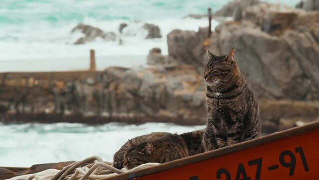 Cute tiger cat sits on a fishing boat against the backdrop of the sea. Proud sailor cat guards the second sleeping cat. Animals are friends. Fishermen cats. Funny domestic animal. Beach cat. Nice day