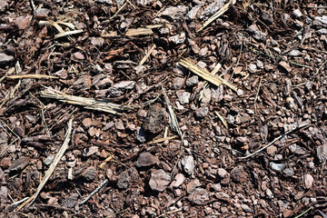 pine bark, tree bark