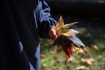 autumn leaves in a girl's hand 