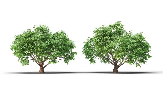 Isolated realistic Cornus tree on the wind, White background with transparent cut-out animation and alpha channel.3d rendering with id pass