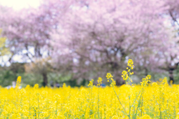 菜の花と桜