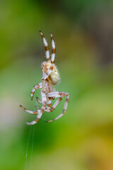 Macro photo of spider
