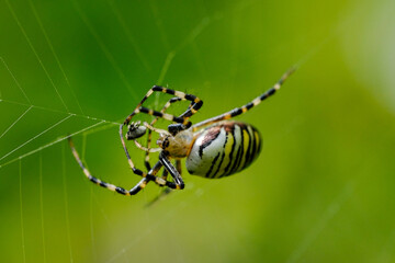 Macro photo of spider