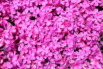 満開の芝桜の背景素材