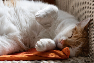 Red and white cat is sleeping and purring on an orange-red pillow in a white Lloyd loom chair, paws...