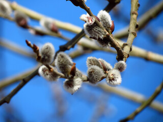 willow branches with catkins