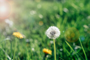 Green field with dandelions in sunlight. Spring meadow, selective focus, blurred background