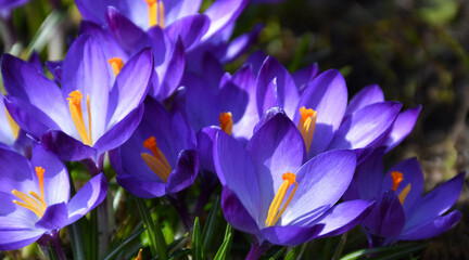 The first spring flowers are blue crocuses in the garden or park. Selective focus , blurred background. Natural texture and defects on petals and leaves

