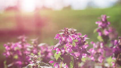 Spring background, beautiful catnip flowers, Nepeta x faasseni in sunlight