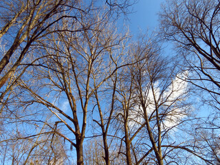 trees and sky