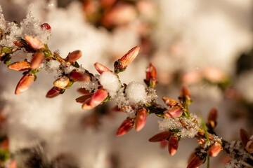 Macro photography of nature