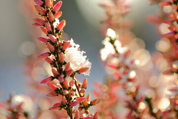 Macro photography of nature